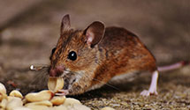 24 Hour & Emergency Exterminators in Chapel Hill, NC